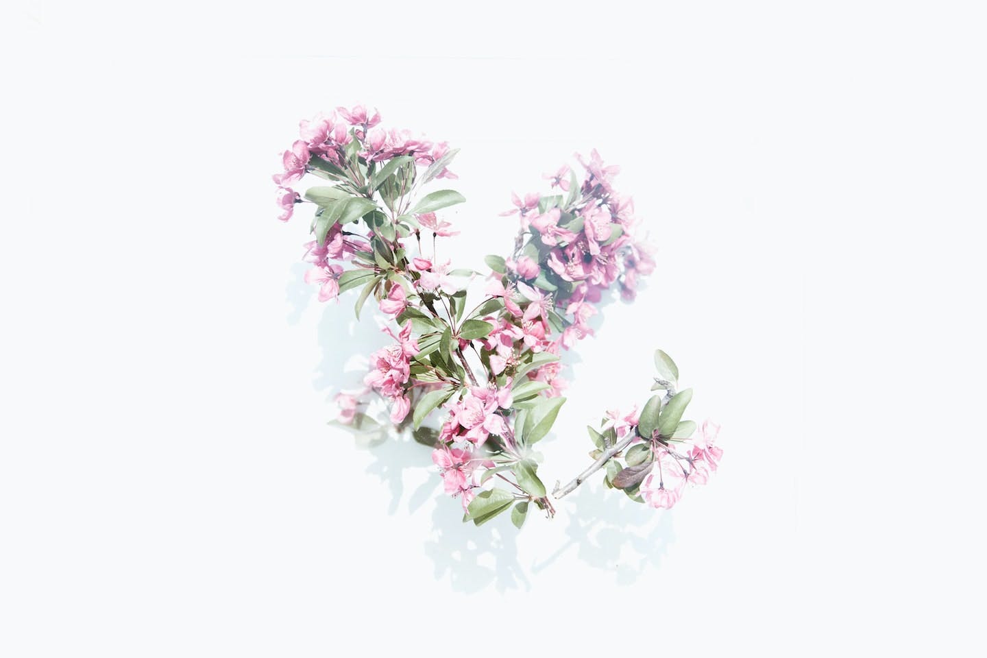 floral background image to decorate the header
