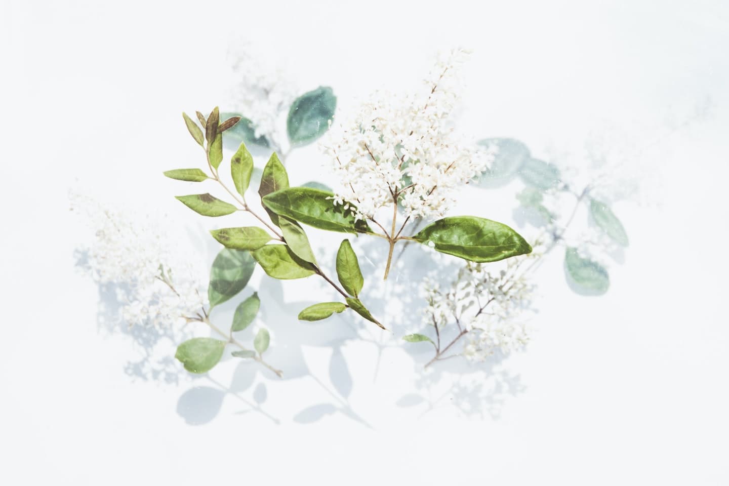 floral background image to decorate the header